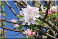 SP0397 : Spring apple blossom by Derek Bennett