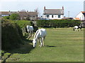 Public Footpath near Murton