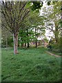 Desire line path among the trees at County Hall, Exeter