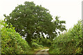 Oak on Squirrel Lane