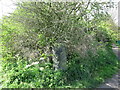 Old Stone Gatepost near South Wellfield