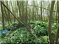 SE3521 : Giant hogweed in riverbank woodland by Christine Johnstone
