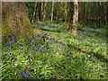 Bluebells in Ecclesall Woods