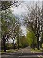 A quiet afternoon on Whirlowdale Road