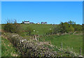 Threave Farm view