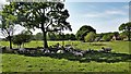 Sheep in the shade - near Clothalls Farm