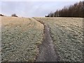 Path on the former Montague Colliery