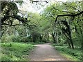 Paths in the woodland