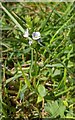 TF0820 : Veronica serpyllifolia by Bob Harvey