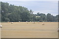 Bales in a field