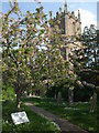 Blossom in St Luke