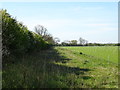 Field margin near Cleaves Farm