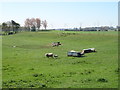 Sheep grazing near High Stonehills