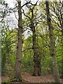 A trio of tall old trees