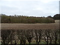 Field and woodland, Broad Dale