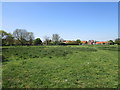 Grass field on the edge of Coddington