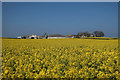 Oilseed rape around Broom