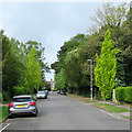 Cavendish Avenue: spring trees