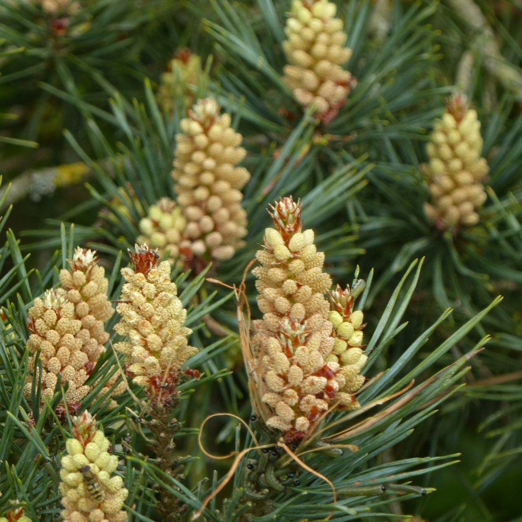 Scots Pine in flower, Cotgrave Country... © Alan Murray-Rust ...