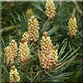 Scots Pine in flower, Cotgrave Country Park.