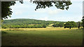 Cattle pasture near Ashburton