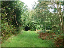 SU8216 : Footpath in Phillis Wood by Robin Webster