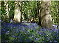 Ecclesall Woods in bluebell time