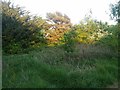 Wooded area on West Hendon Playing Fields