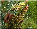 SK6437 : Scots Pine, flower spike by Alan Murray-Rust