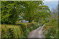 Morchard Bishop : Country Lane