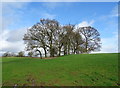 Copse near Elford Heath