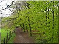 Footpath in Porter Clough