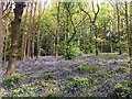 Bluebells in Hutcliffe Wood