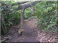 Path in Bostall Woods