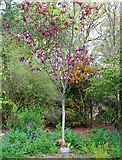 NO3901 : Purple leaf plum tree by Bill Kasman