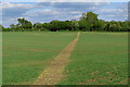 Footpath across the field