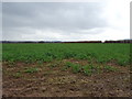 Crop field near Soudley Park