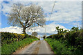 Tree along Mulmona Road