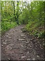 Paved track in Porter Valley Woodlands Nature Reserve