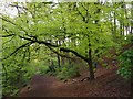 Footpath in Porter Valley Woodlands Nature Reserve