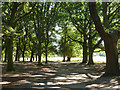 TQ1972 : Under trees, Richmond Park by Robin Webster
