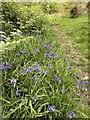 Bluebell-lined track