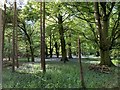 Bluebells in Thompson