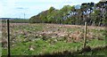 Tree/field boundary by East Drumloch