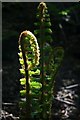NZ1266 : Young fern fronds, Heddon Common by Andrew Curtis