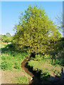 Stream and Tree on the North Side of Elton Reservoir