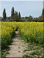 Path through a rapefield, Faversham