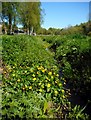 Marsh Marigolds (Caltha palustris)