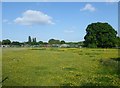 Buttercups in a horse pasture