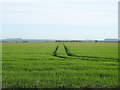 TA0970 : Tracks in crop field by JThomas